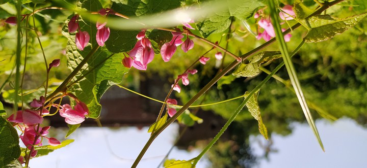 Beautiful Leaves and Flowers In Daylight