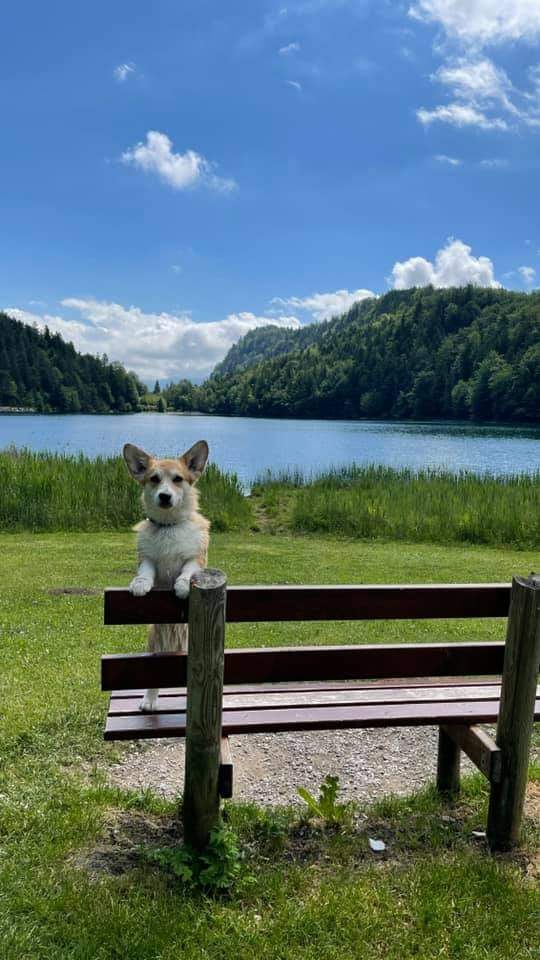 Germany and korgi