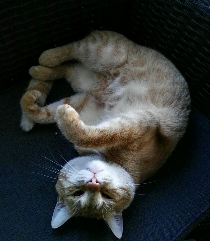 My cat :3