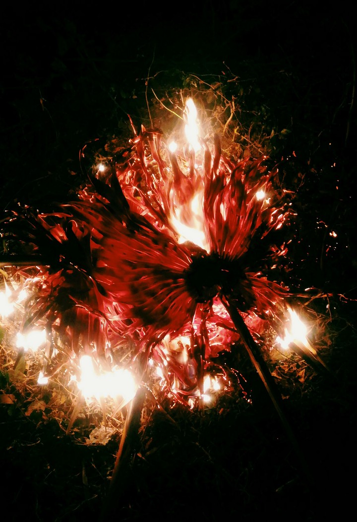 fire bird