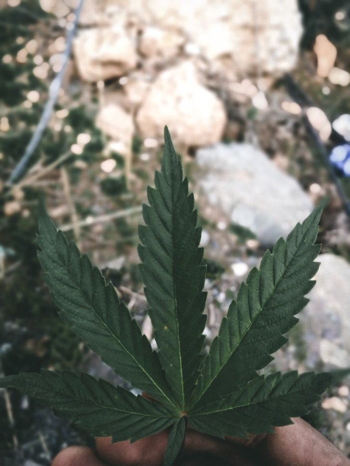Moroccan Weed