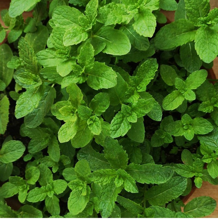 Mint