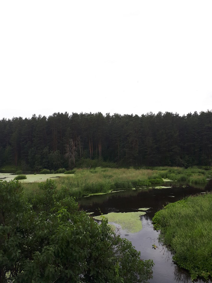 forest