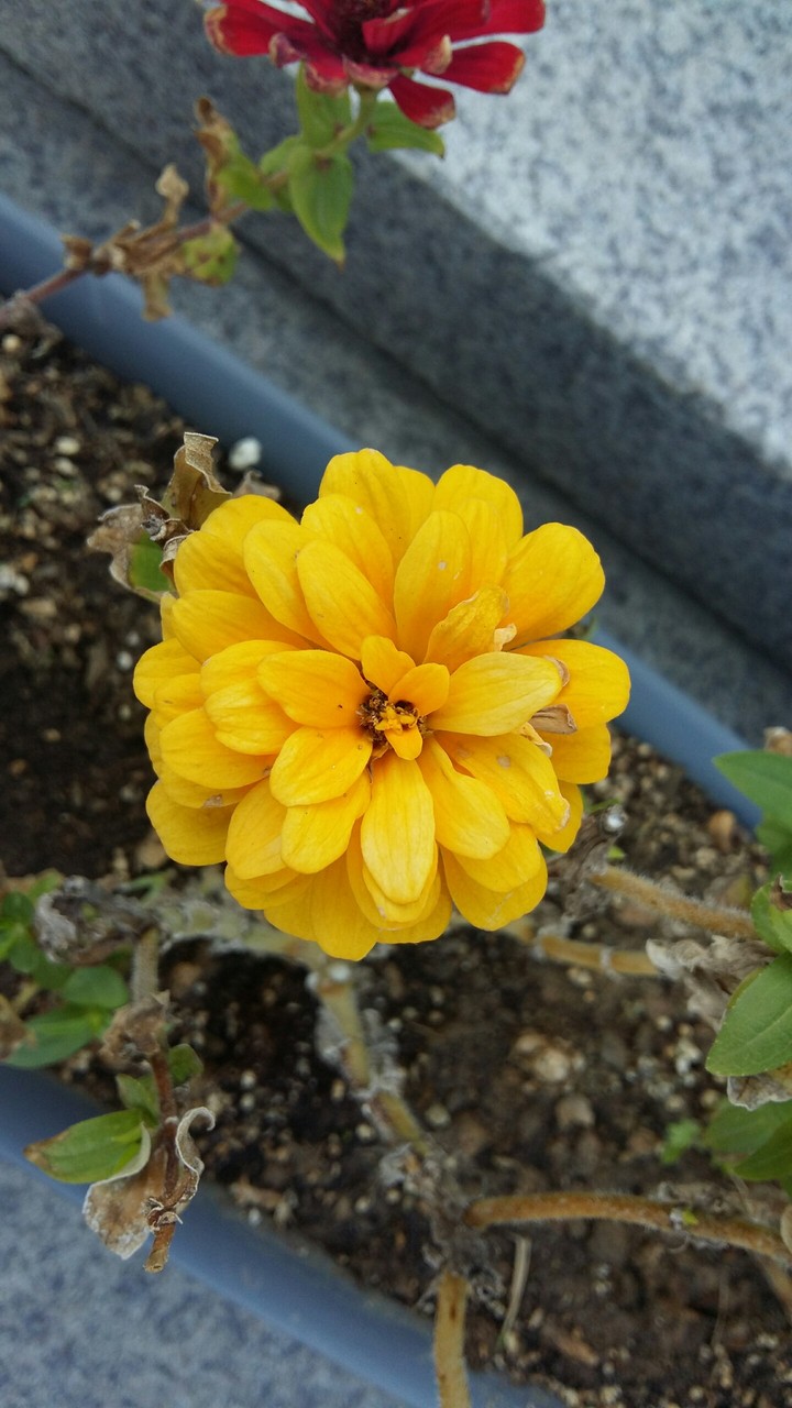 yellow flower