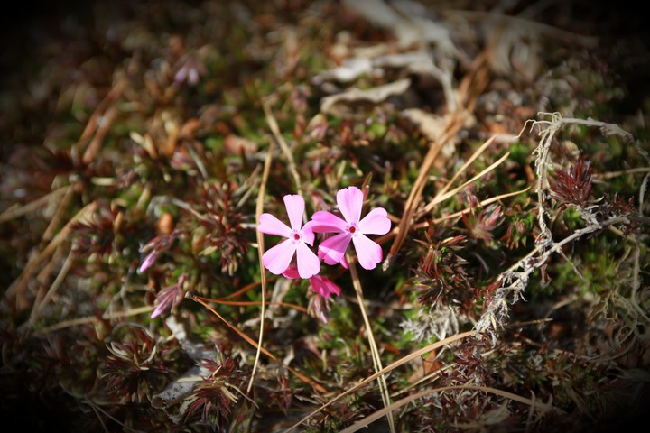 cute flowers