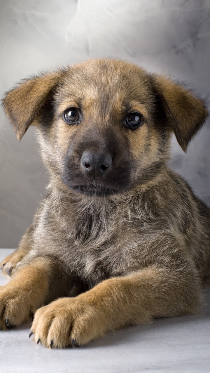 Dog Puppy