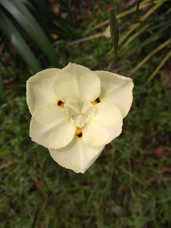 Flor