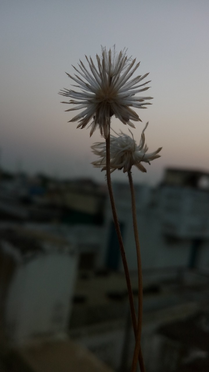 flower love