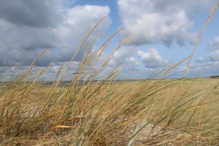 Ostseedüne