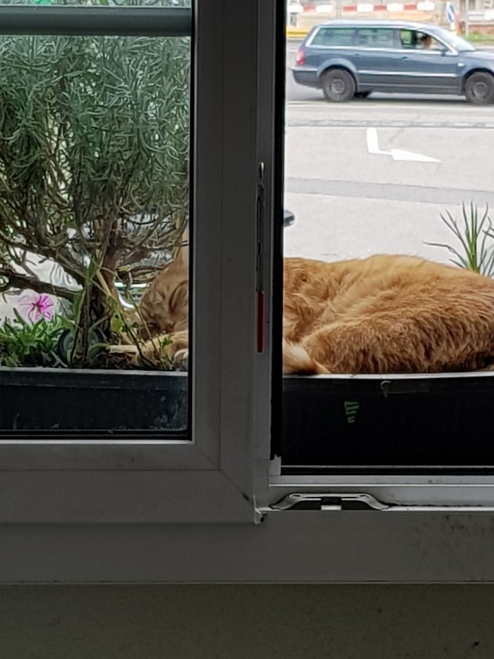 cats beautiful