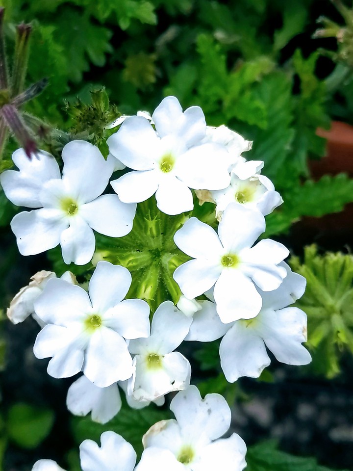 Blume