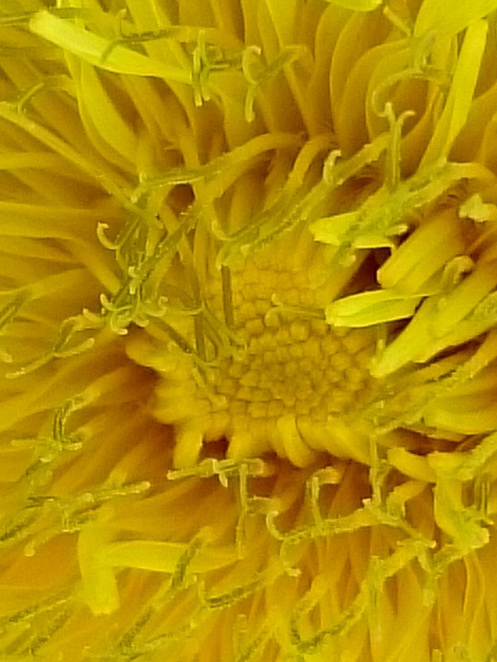 Löwenzahn Blüte Macro