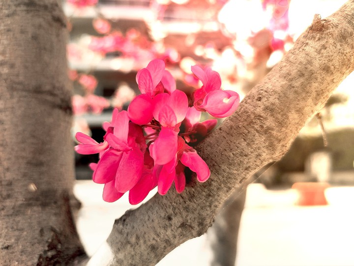 !Spring!