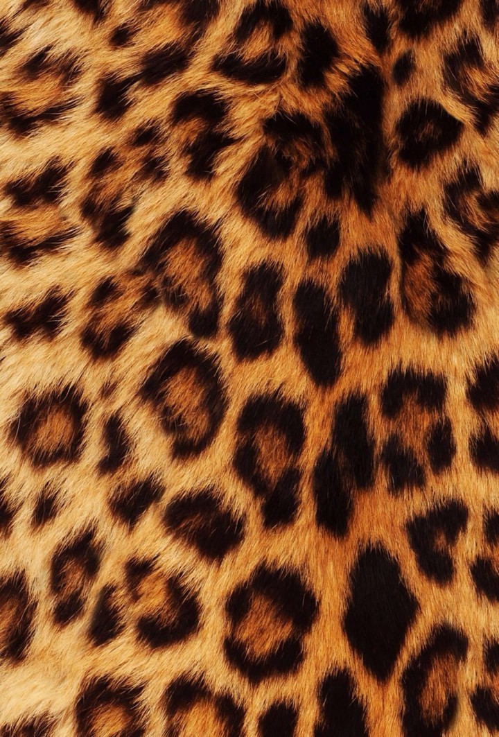 leopard