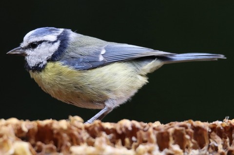 Tit, bird háttérképek
