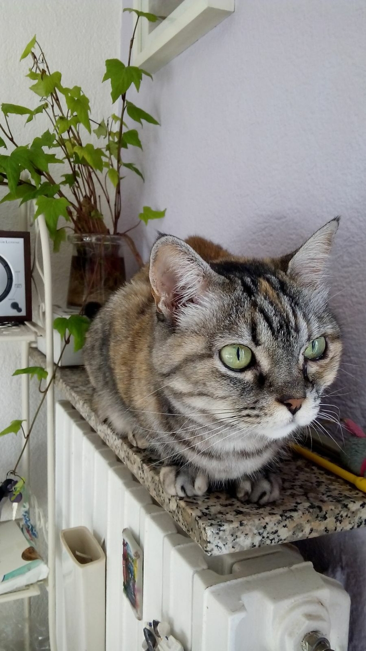 Trudi