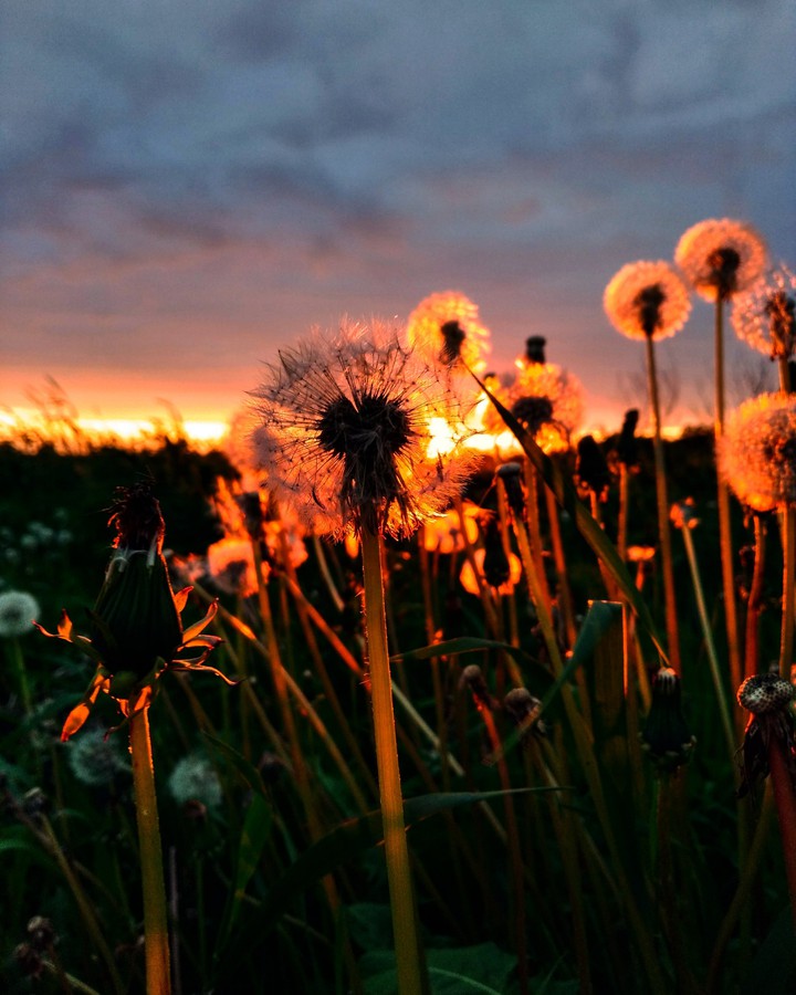 #sunset #summer #sky #flowers