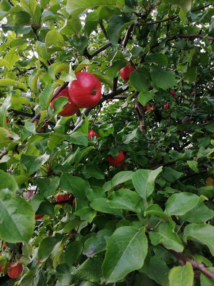 Appletree