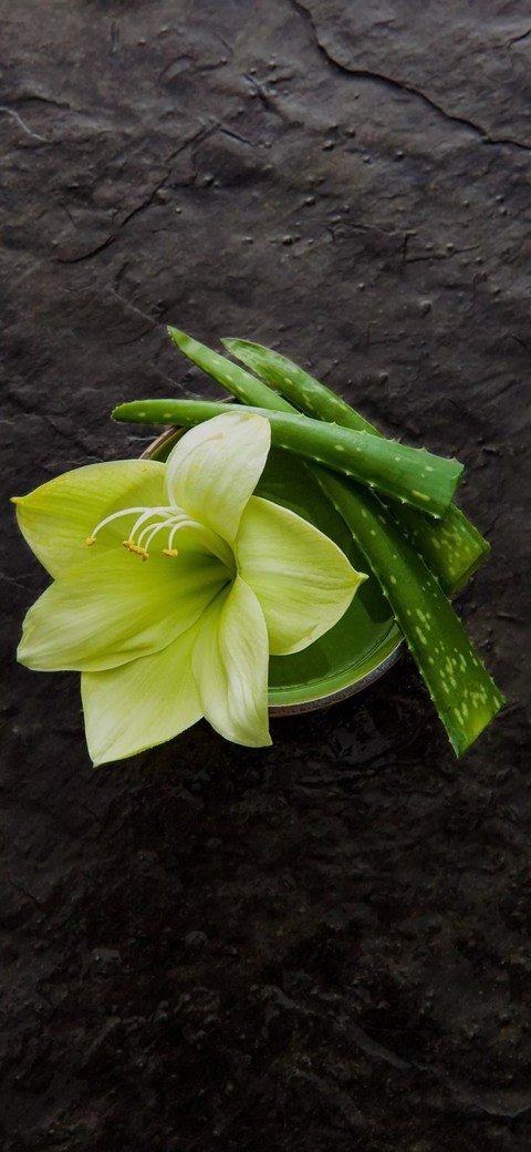 my favorite plant