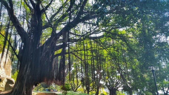 A really big Zelkova tree