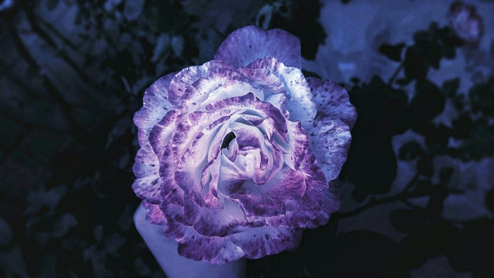 rose photography