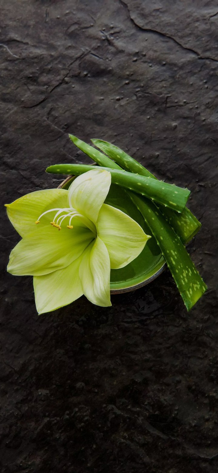 my favorite plant