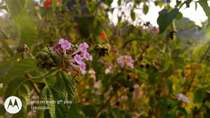 Nature flower