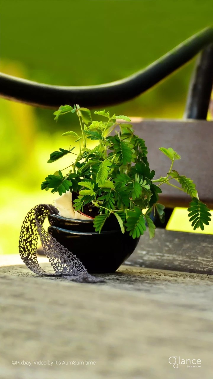 plant