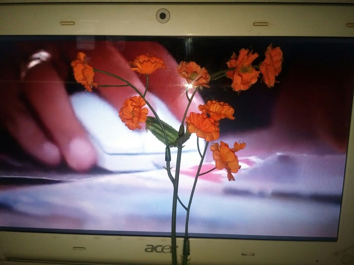 display & flowers