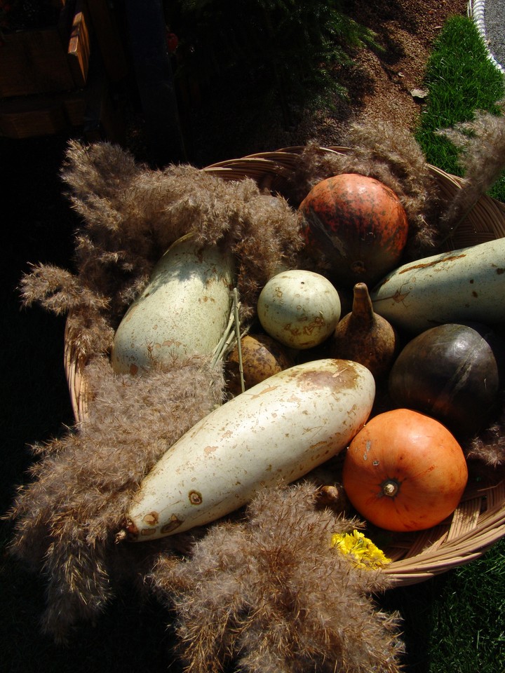 Fruit