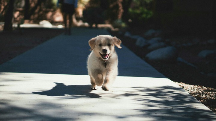 cute puppy