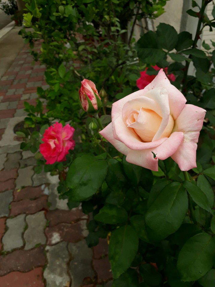 rose