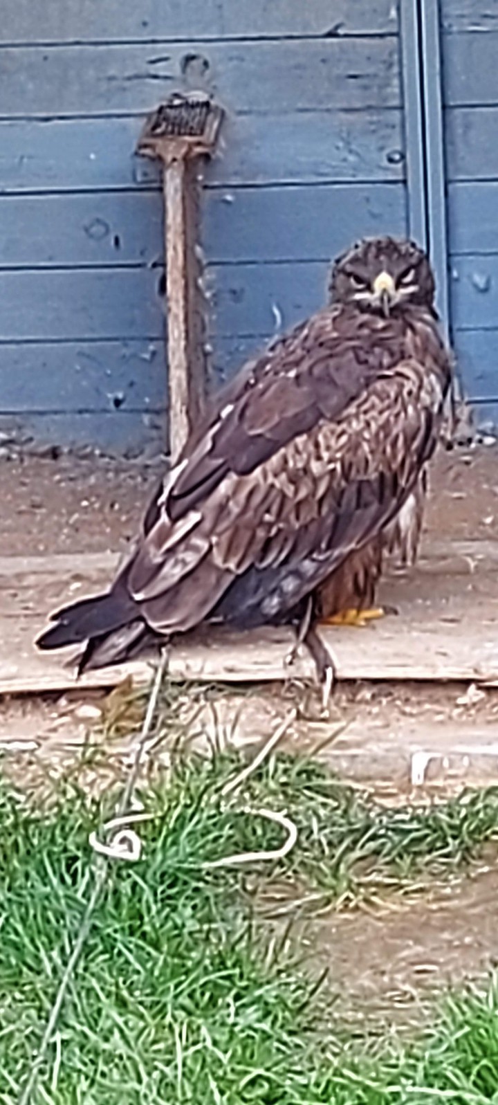 Stepenadler