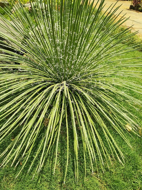 ever green