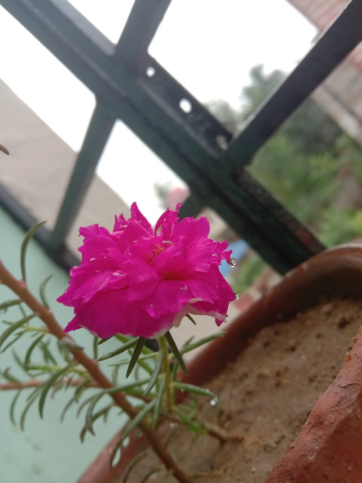 pink flower