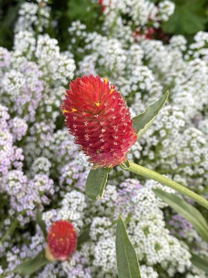 red on white (2)
