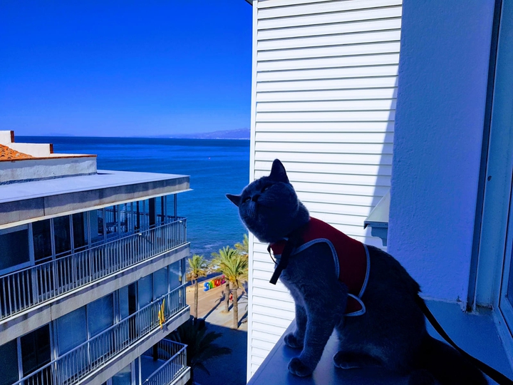 Mixie, nuestro gata