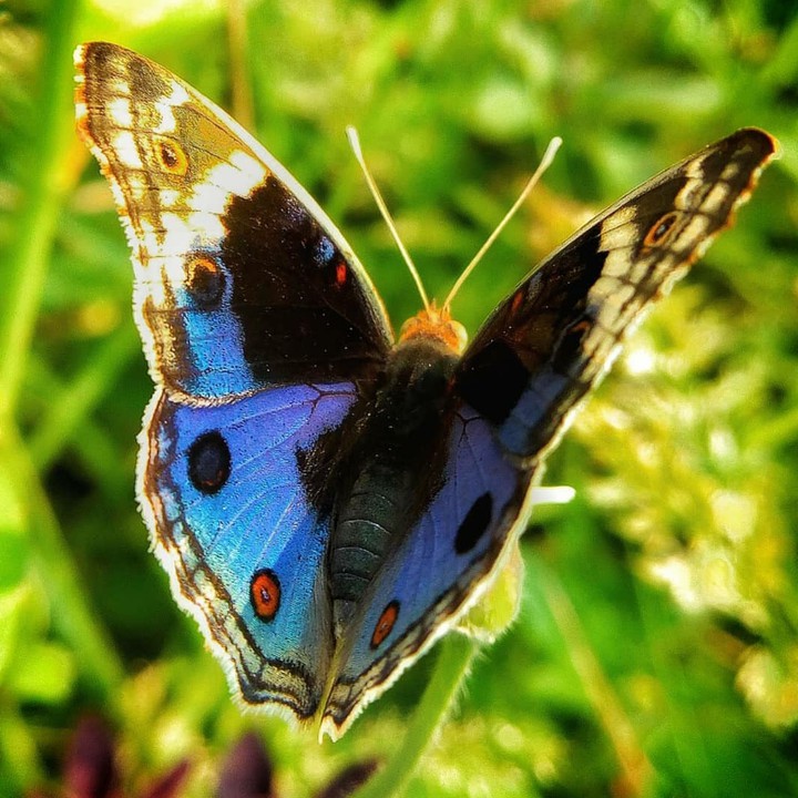butterfly