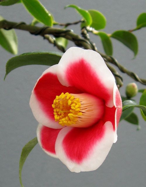 Camellia