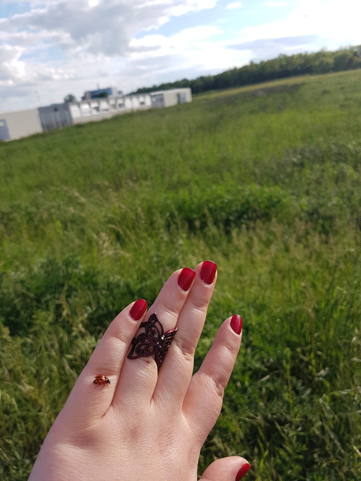 ladybug