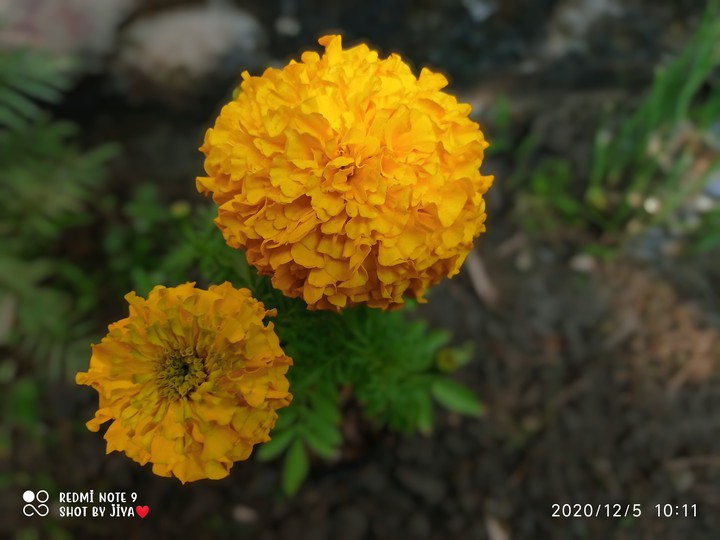marigold
