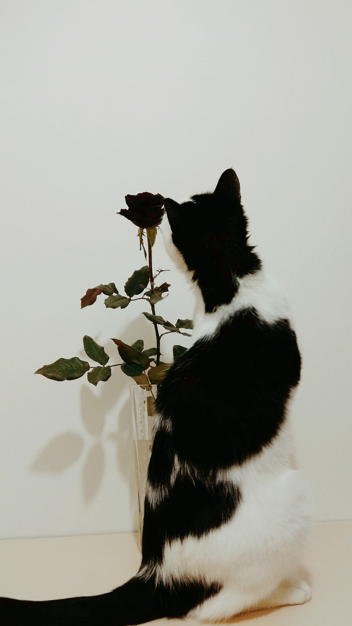 Мими