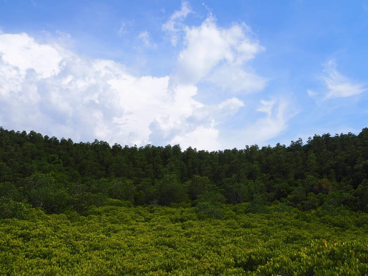 green wood & blue sky