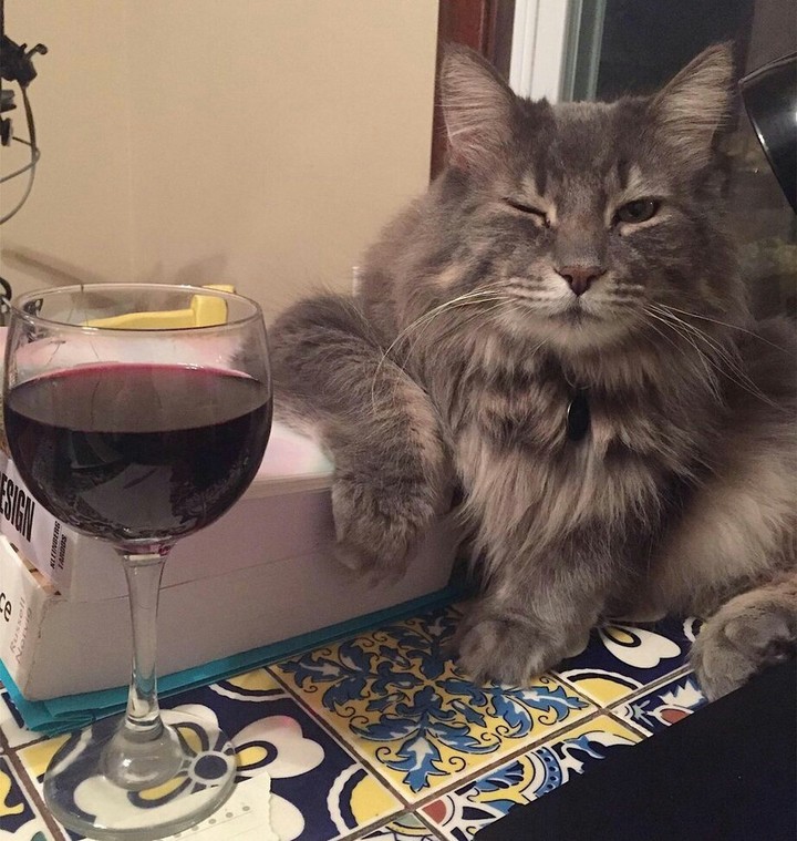Wine+Cat=♥