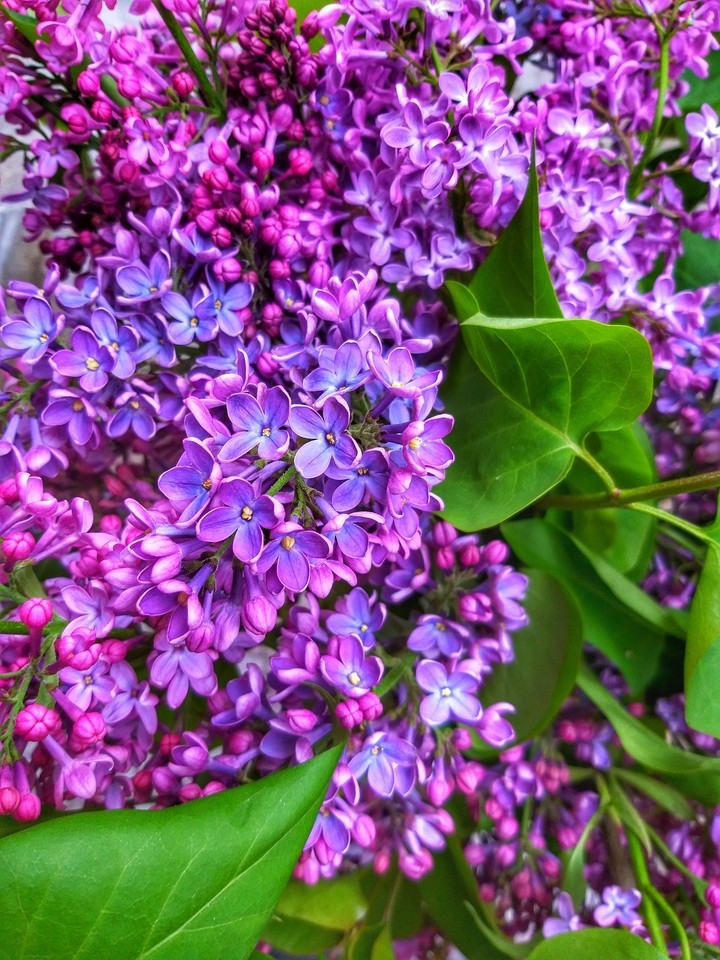 Lilac