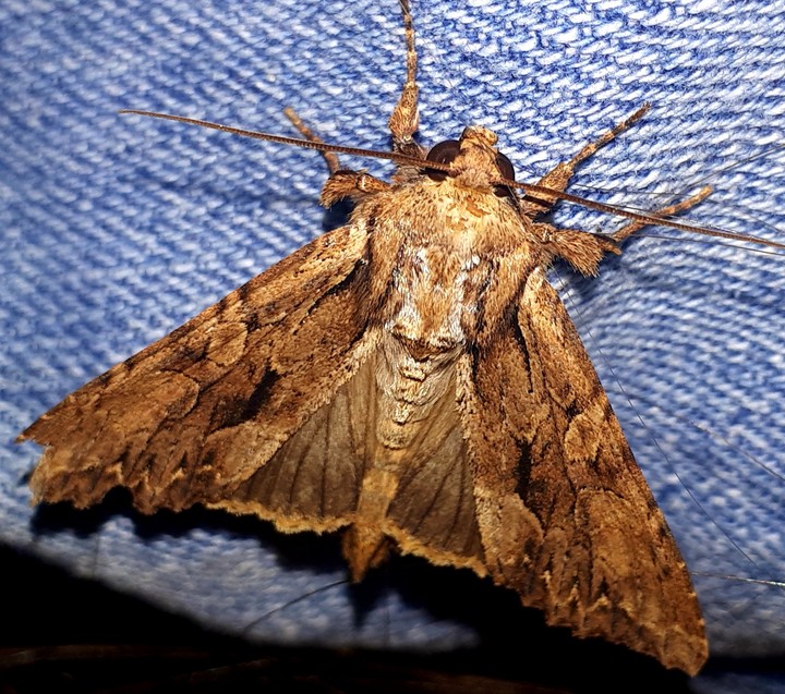 beautiful moth
