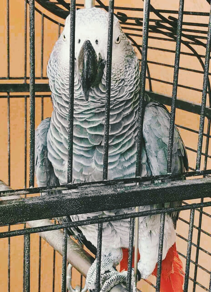 a parrot