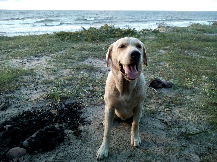 nice dog