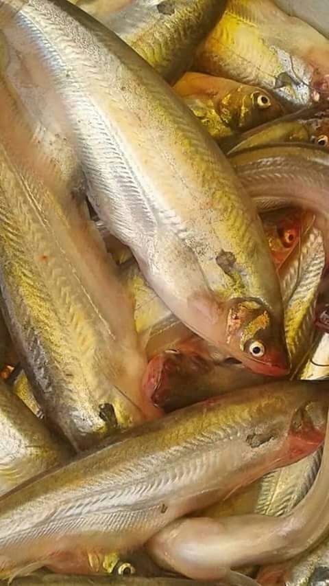 gold fish