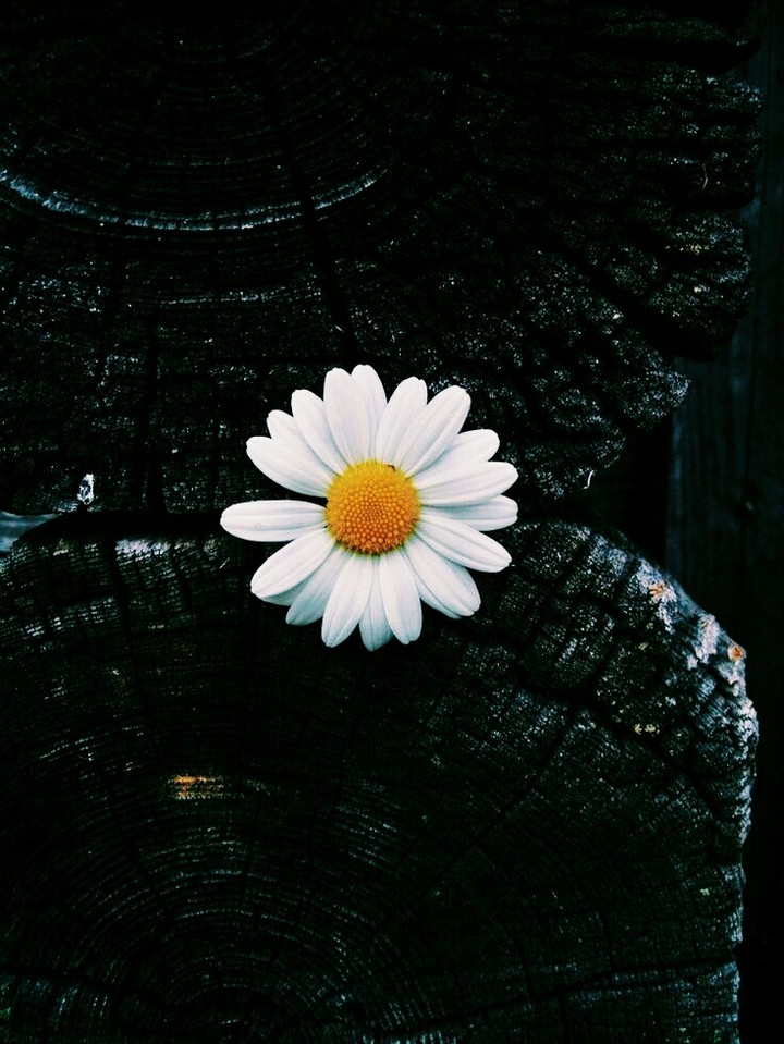 flower is beautifull